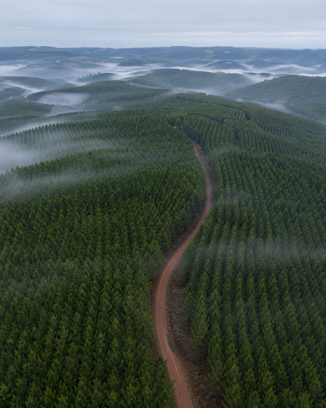 Drone sobre plantio em linhas